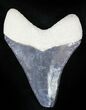Serrated  Bone Valley Megalodon Tooth #22903-1